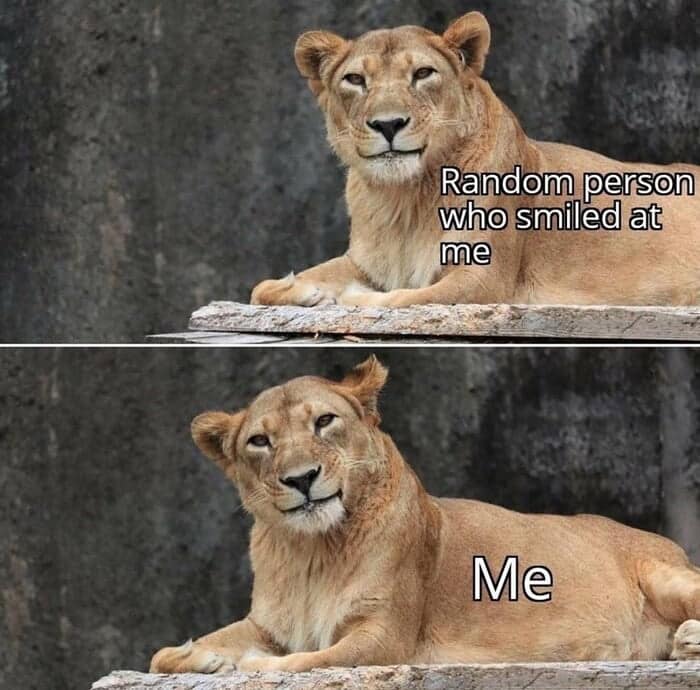A funny two-panel lion meme showing a majestic lioness representing a random person smiling at you, followed by an incredibly awkward, derpy smile from the same lioness representing your own reaction, a highly relatable post for anyone looking for memes about lions.