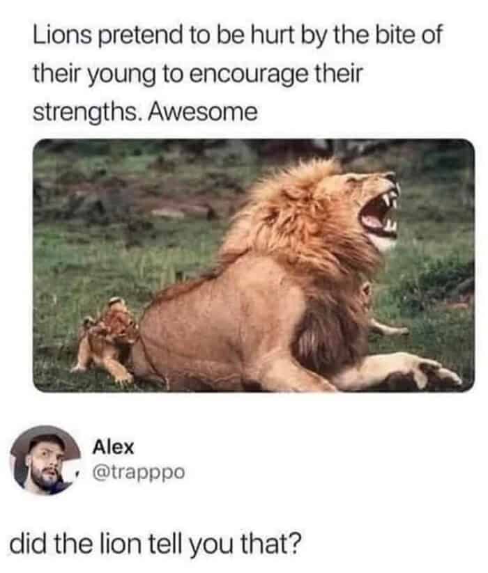 A sarcastic lion meme showing a tweet claiming adult lions pretend to be hurt by a cub's bite to encourage them, only to be brutally shut down by a reply asking did the lion tell you that, an internet staple in memes about lions.