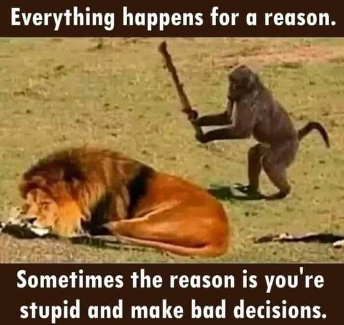 A wild lion meme showing a baboon sneaking up behind a sleeping lion with a massive wooden stick, paired with a caption explaining that sometimes the reason everything happens is just that you are stupid and make bad decisions, a top tier post in memes about lions.