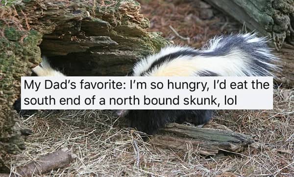 Fluffy black and white skunk foraging under a log with a text overlay about extreme hunger.