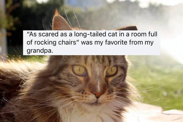 Fluffy cat with vibrant green eyes lying on the grass with a text overlay about rocking chair fear.