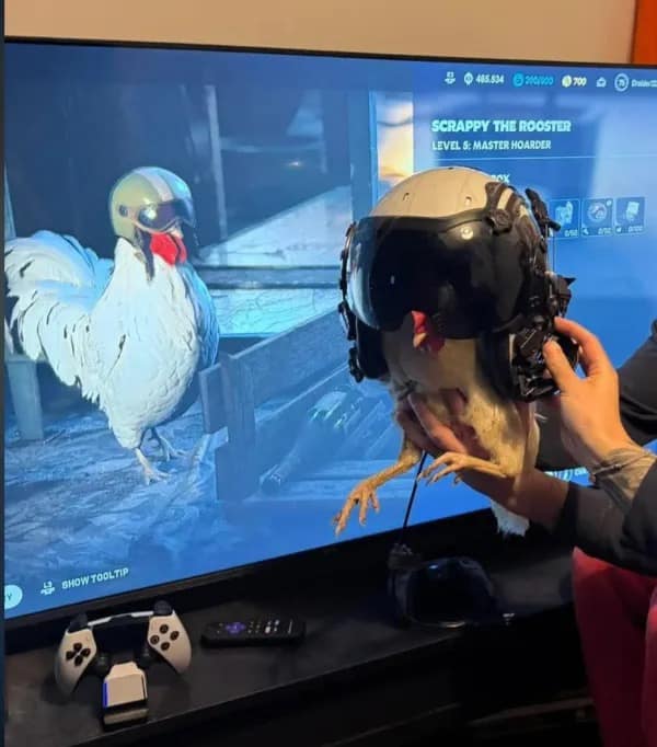 A live white chicken wearing a massive pilot gaming headset sitting in front of a TV screen playing a video game. Hilarious unhinged setups in this meme dump.