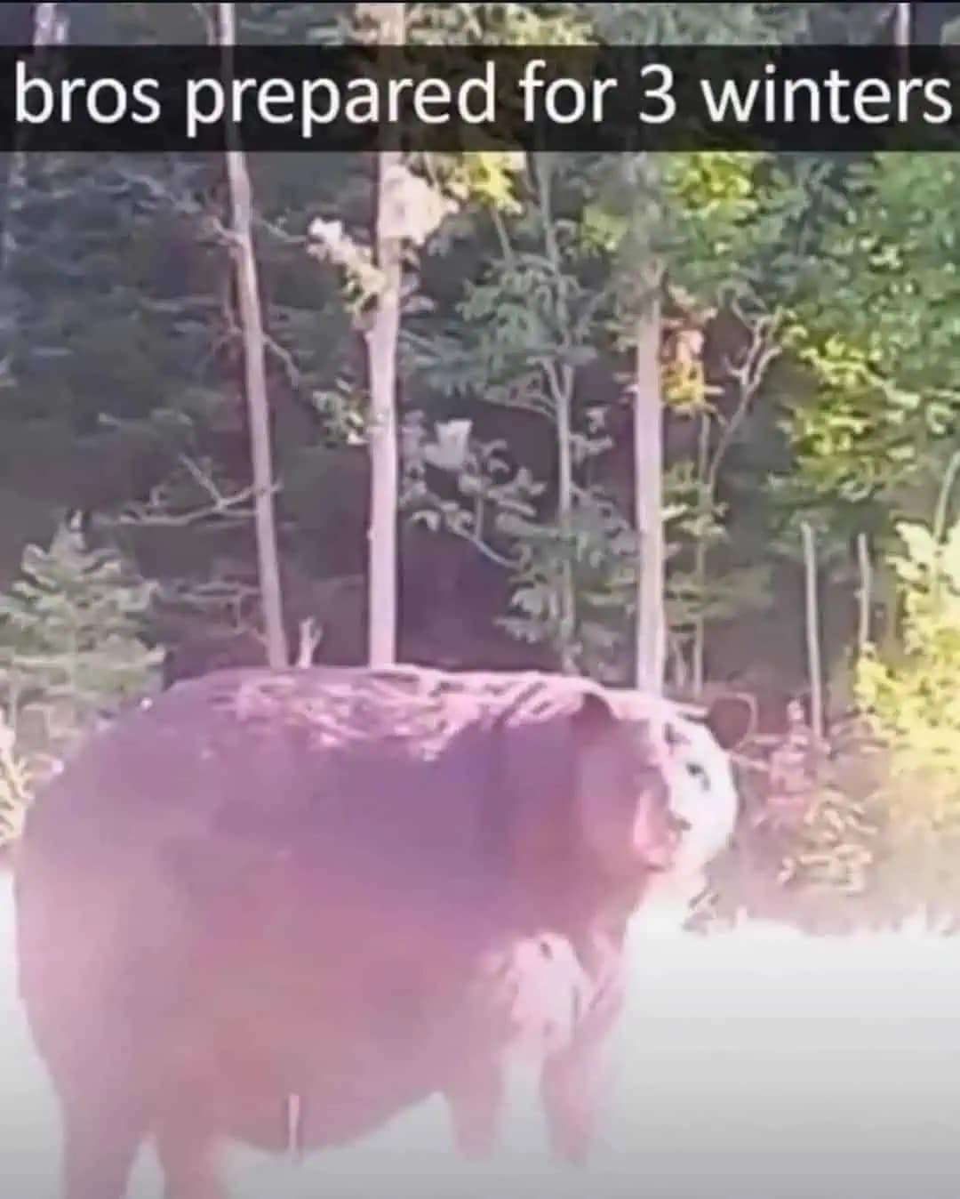 nature-themed meme dump post showing an incredibly round, over-wintered fluffy brown animal (possibly a sheep or cow) with the caption "bros prepared for 3 winters."