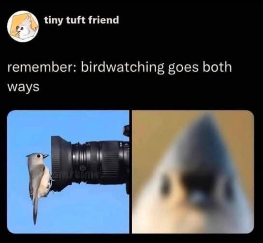 A hilarious internet meme about perspective, showing a split-screen image. On the left, a bird perches on a camera lens; on the right, the "POV" shot from the camera shows a blurry, extremely close-up and judgmental stare from the bird. The caption: "remember: birdwatching goes both ways."