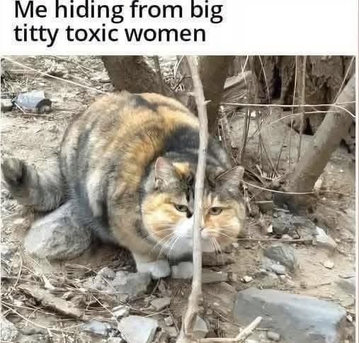 A hilarious animal meme of an oversized, fluffy calico cat attempting to hide behind a very thin, spindly twig in the dirt, captioned: "Me hiding from big titty toxic women."