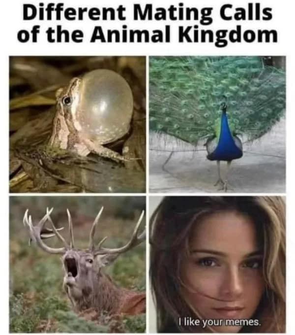 A "Different Mating Calls of the Animal Kingdom" collage that compares biological displays by frogs, peacocks, and stags to a final panel of a woman saying, "I like your memes."