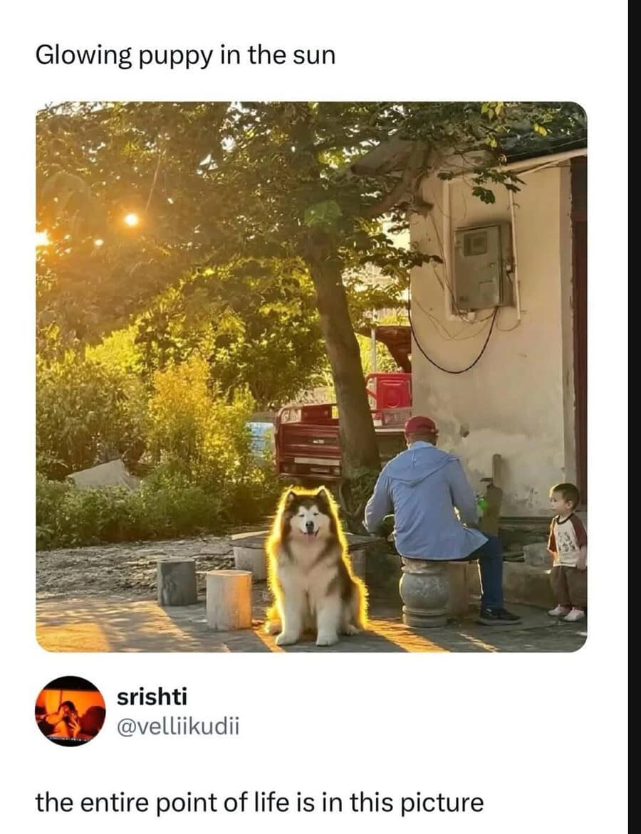 A beautiful and wholesome funny meme concluding this meme dump, showing a wonderfully fluffy dog sitting perfectly illuminated by a ray of sunshine, accompanied by a caption stating this glowing puppy represents the entire point of life.