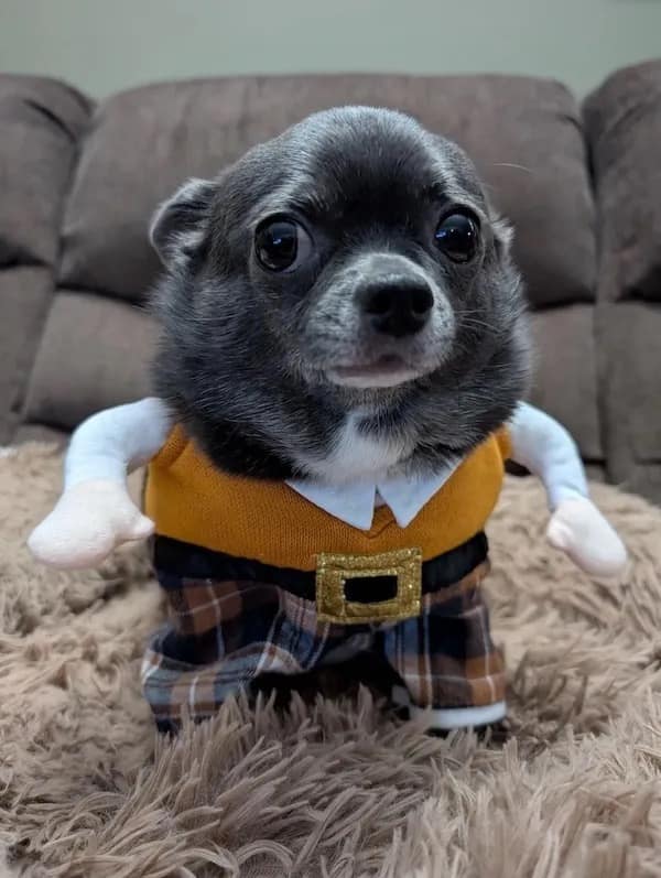 This artisanal internet meme features a blue-rimmed ceramic bowl decorated with ravioli illustrations and a hand-lettered rim that designates it as a multipurpose vessel for "condoms and/or ravioli."