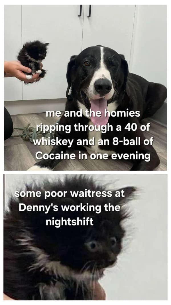 animal funny meme showing a calm, massive dog representing the homies drinking a 40 of whiskey, sitting next to an incredibly disheveled, wide-eyed tiny kitten representing the poor Denny's waitress working the nightshift.