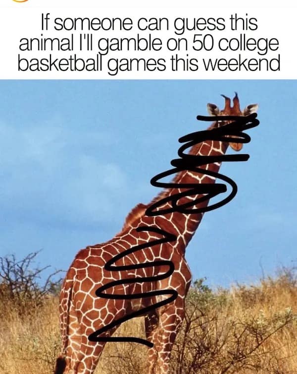 A degenerate gambler's hilarious meme featuring a clear photo of a giraffe with thin black scribbles over its neck, sarcastically challenging people to "guess the animal" so they have an excuse to bet on 50 college basketball games.