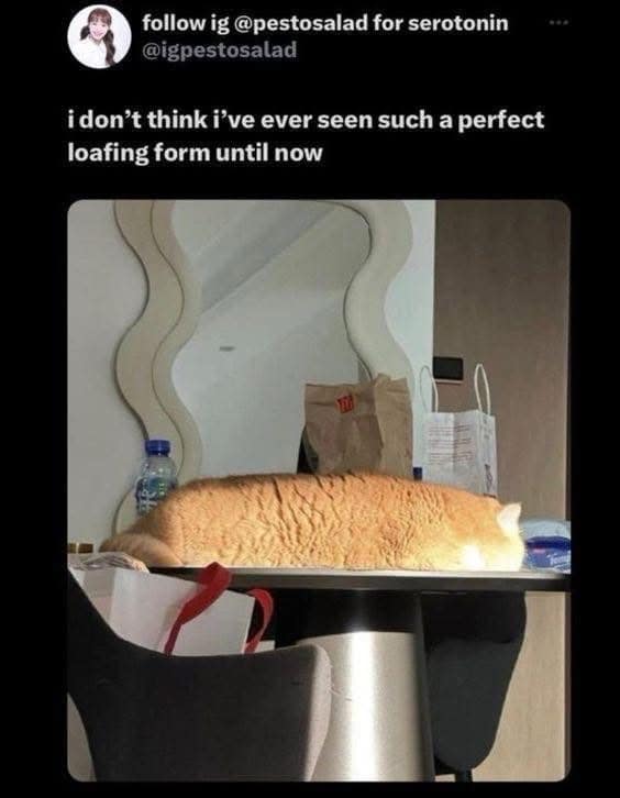 satisfying entry from a meme dump showing a large ginger cat achieving "perfect loafing form" on a dining table, lying so flat and straight that it looks like a literal elongated loaf of sourdough bread.
