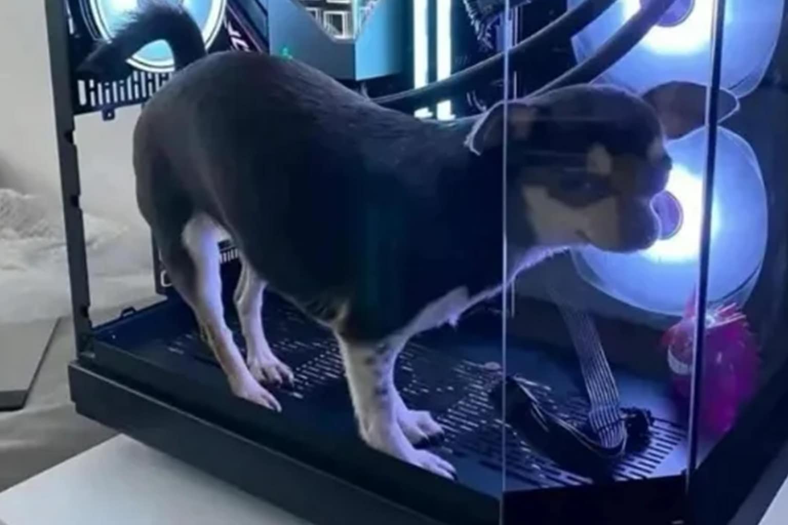 A meme dump featuring a dachshund experiencing an existential crisis while listening to a homeless man, a child's school assignment declaring his love for playing with Lego and eating mash, and a framed photo of Yoda mistaken for a Japanese ancestor.