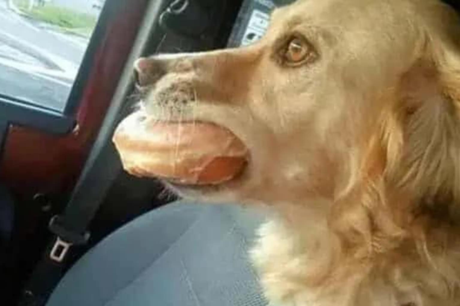 A meme dump featuring a skeleton modified with futuristic plastic surgery and a smartphone, a Google review where a pizza shop owner congratulates himself, and a leather chair with a "nameless god" indentation.