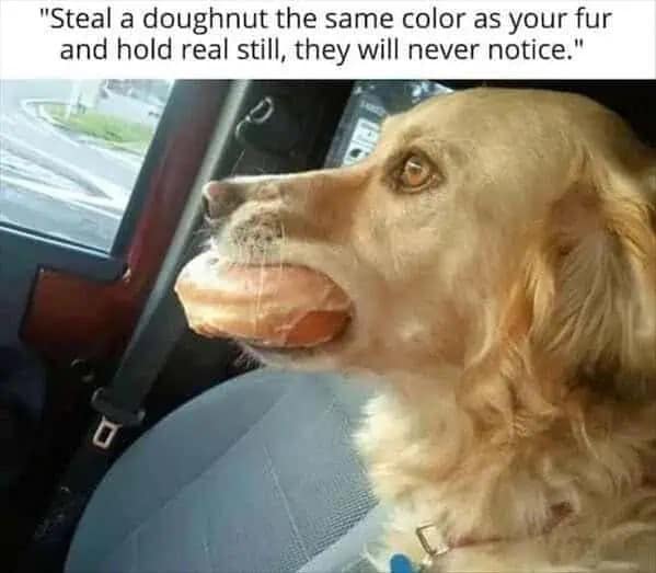 This funny meme features a side profile of a golden retriever sitting in a car, perfectly camouflaging a glazed doughnut in its mouth, paired with instructions on how to steal treats without being noticed by matching your fur color.