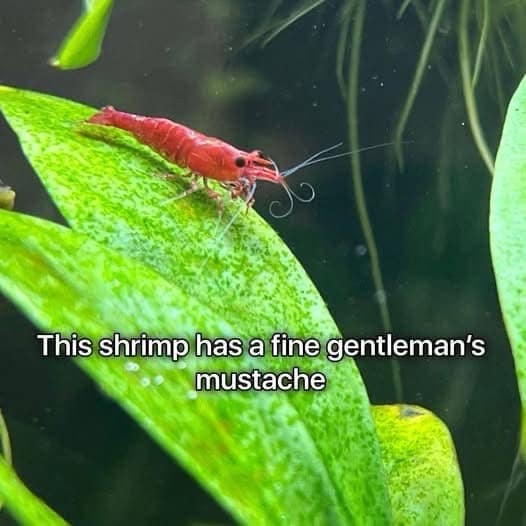 animal funny meme showcasing a bright red cherry shrimp resting on a green leaf, featuring long, curled white antennae that perfectly resemble an old-timey gentleman's mustache.