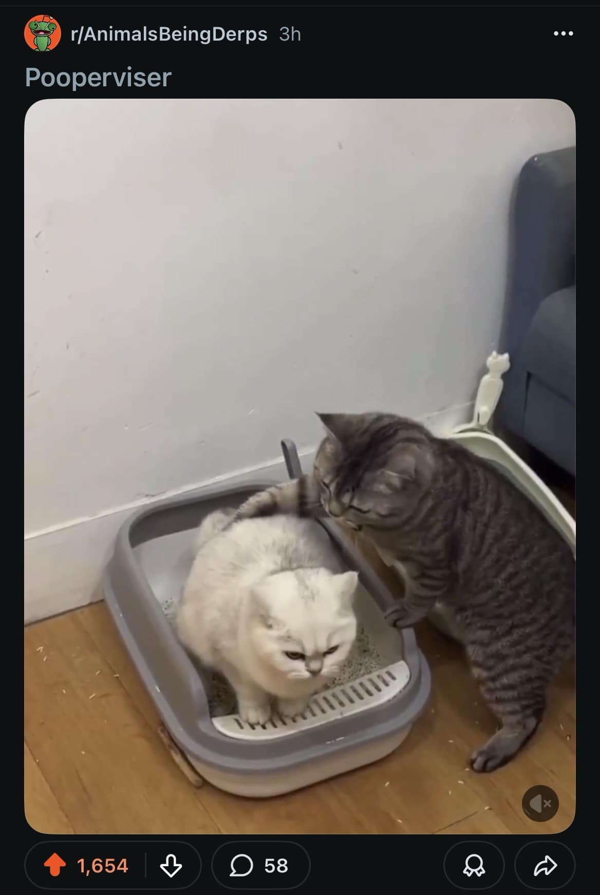 A "derpy" animal funny meme from Reddit titled "Pooperviser," showing one cat standing on its hind legs to stare directly at another cat while it's trying to use the litter box.