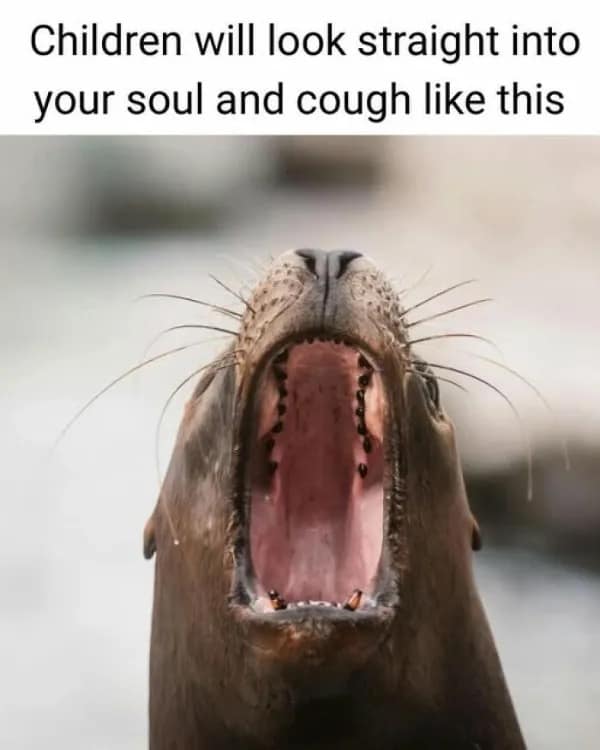 A sea lion with its mouth aggressively wide open looking straight up. A hilarious meme comparing the animal to how an unapologetic toddler directly coughs into your soul.