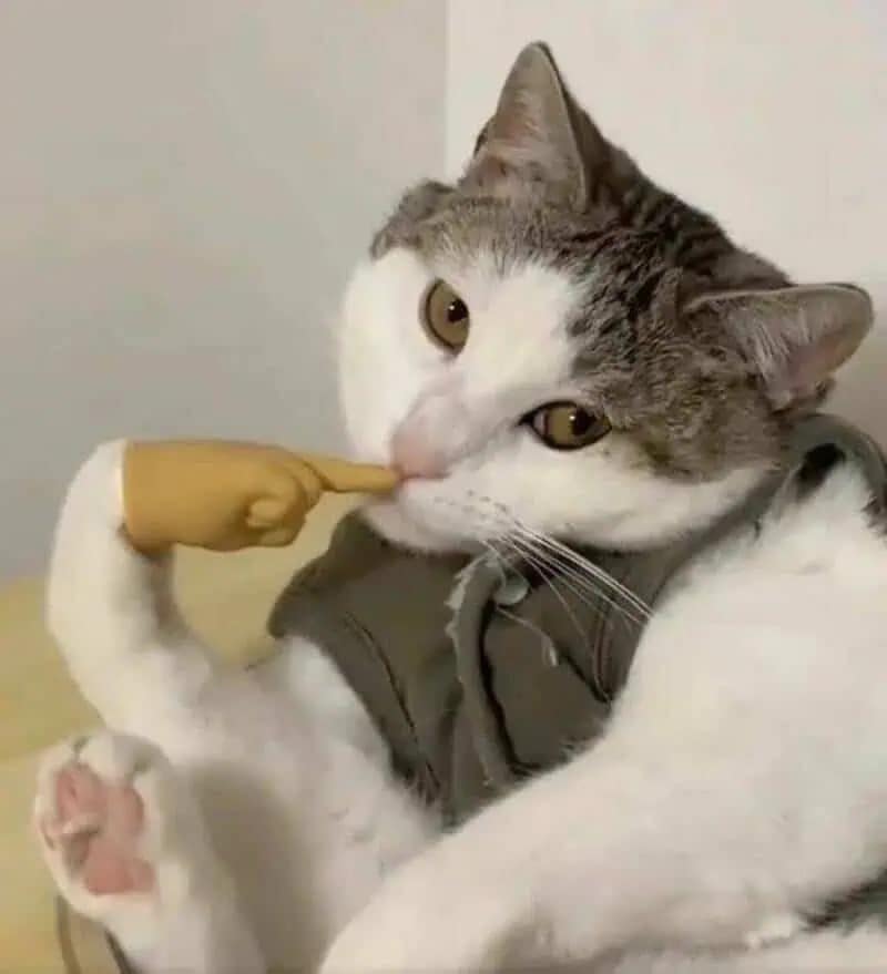 A confused cat in a tiny olive-green vest gets a "boop" on the nose from a tiny, realistic plastic finger in this adorable and strange meme dump photo.