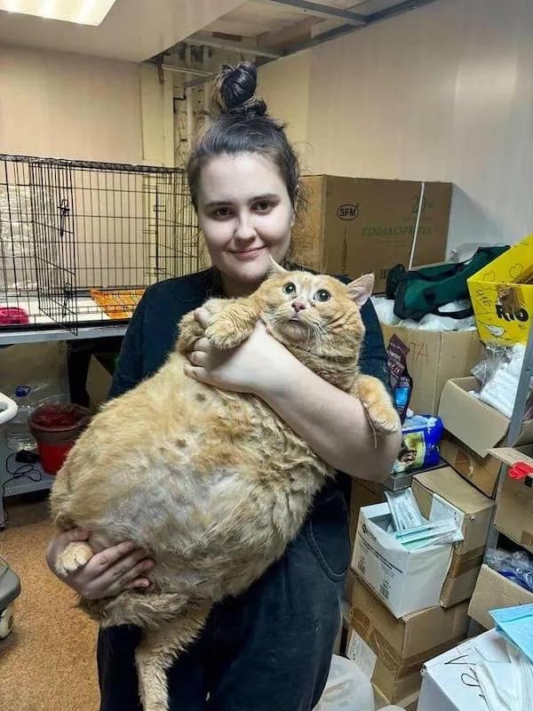 A woman struggles to hold a massive, wide-eyed orange cat that looks genuinely startled by its own size, serving as a standout visual in this hilarious meme collection.