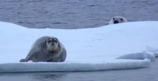 A seal resting on ice blissfully unaware of a polar bear peeking over the ridge.