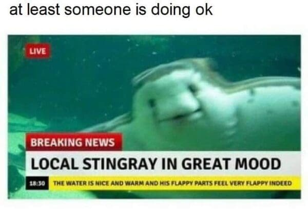 wholesome ocean meme featuring a fake news broadcast of a smiling stingray, reporting breaking news that the "local stingray is in a great mood" because the water is warm and his flappy parts feel very flappy indeed