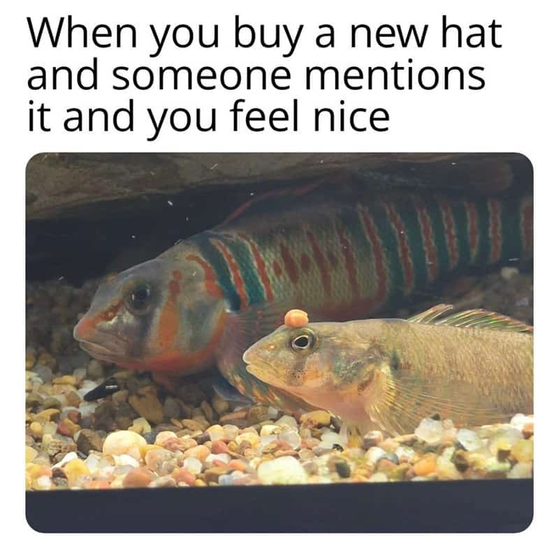relatable and wholesome ocean meme showing a small fish with a tiny, perfectly round orange pebble resting squarely on its head, captioned with the pure joy of buying a new hat and getting a compliment on it.