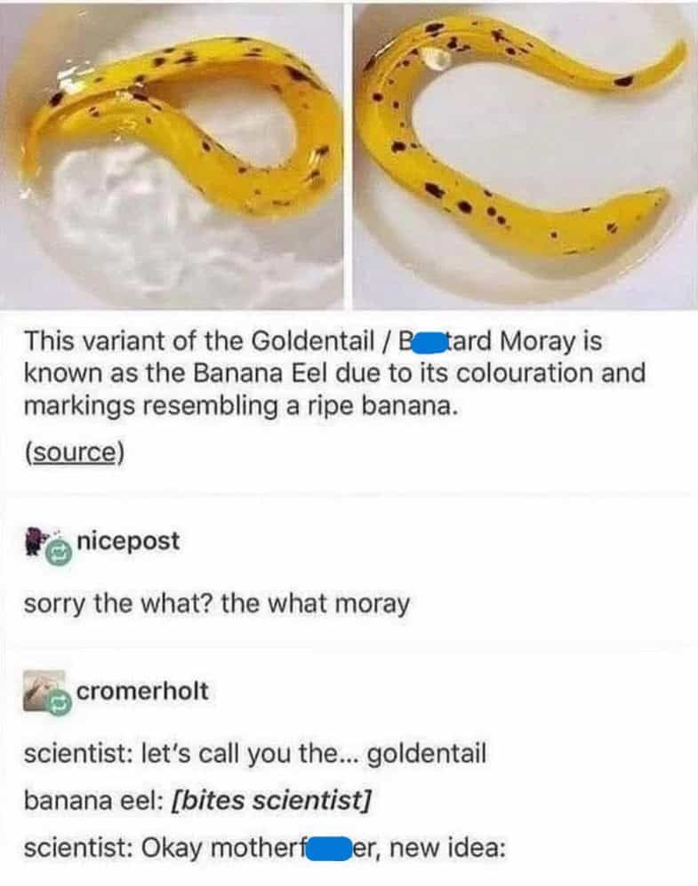 Tumblr sea creatures meme explaining the origin of the "Bastard Moray" eel, theorizing that a scientist initially tried to name the bright yellow creature the "goldentail banana eel" but got violently bitten and immediately changed their mind.