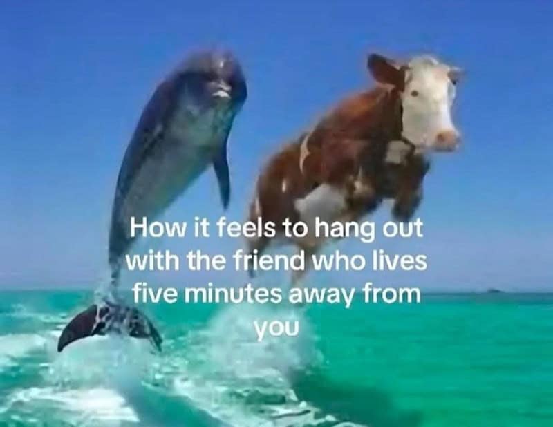 absurd ocean meme showing a dolphin and a full-grown domestic cow majestically leaping out of the bright blue sea side-by-side, perfectly capturing the chaotic, random energy of hanging out with a friend who lives five minutes away