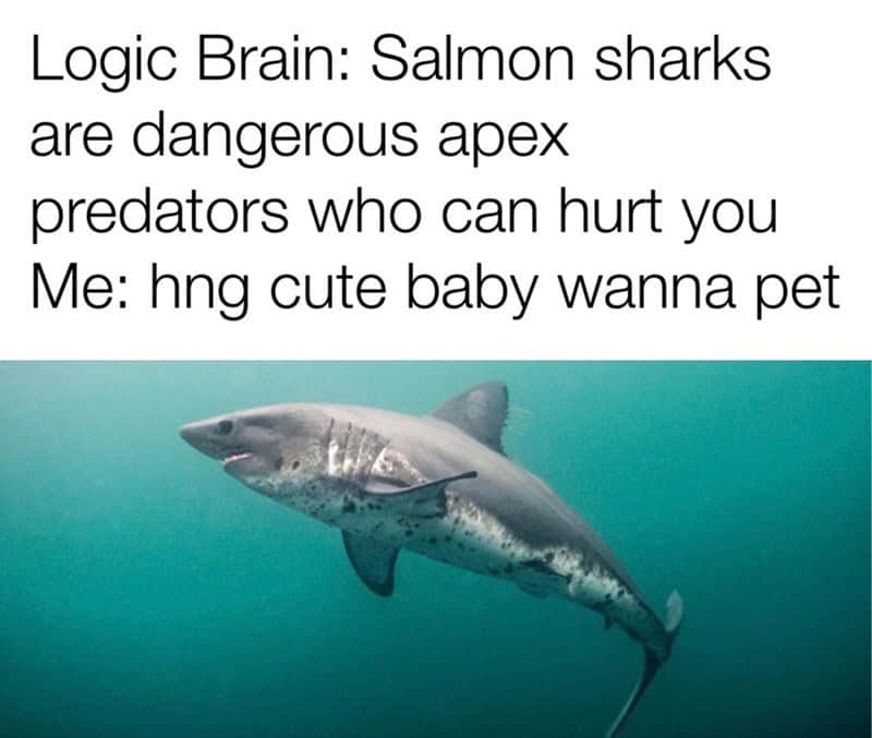relatable sea creatures meme showing a surprisingly chubby salmon shark, contrasting the logic brain knowing it is a dangerous apex predator against the primal human urge to just pet the "cute baby