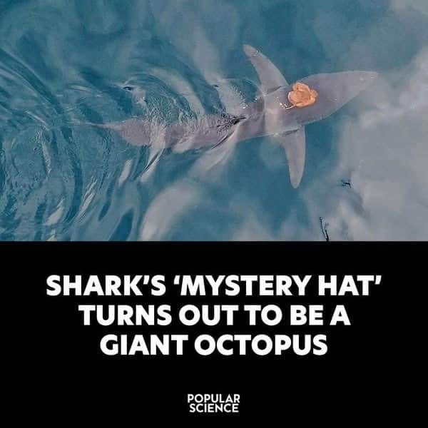 real-life sea creatures meme featuring an overhead shot of a shark swimming with a bright orange blob stuck on its head, perfectly accompanied by a Popular Science headline revealing the shark's "mystery hat" is actually just a giant octopus