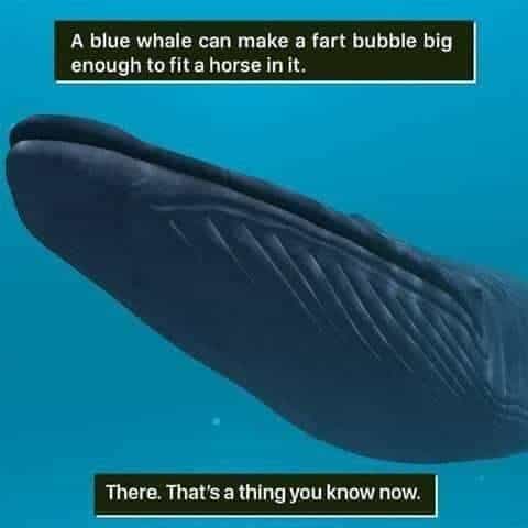 cursed educational sea creatures meme showing the massive, grooved underside of a blue whale, forcing the reader to learn the unsolicited fact that a blue whale can make a fart bubble large enough to fit an entire horse inside