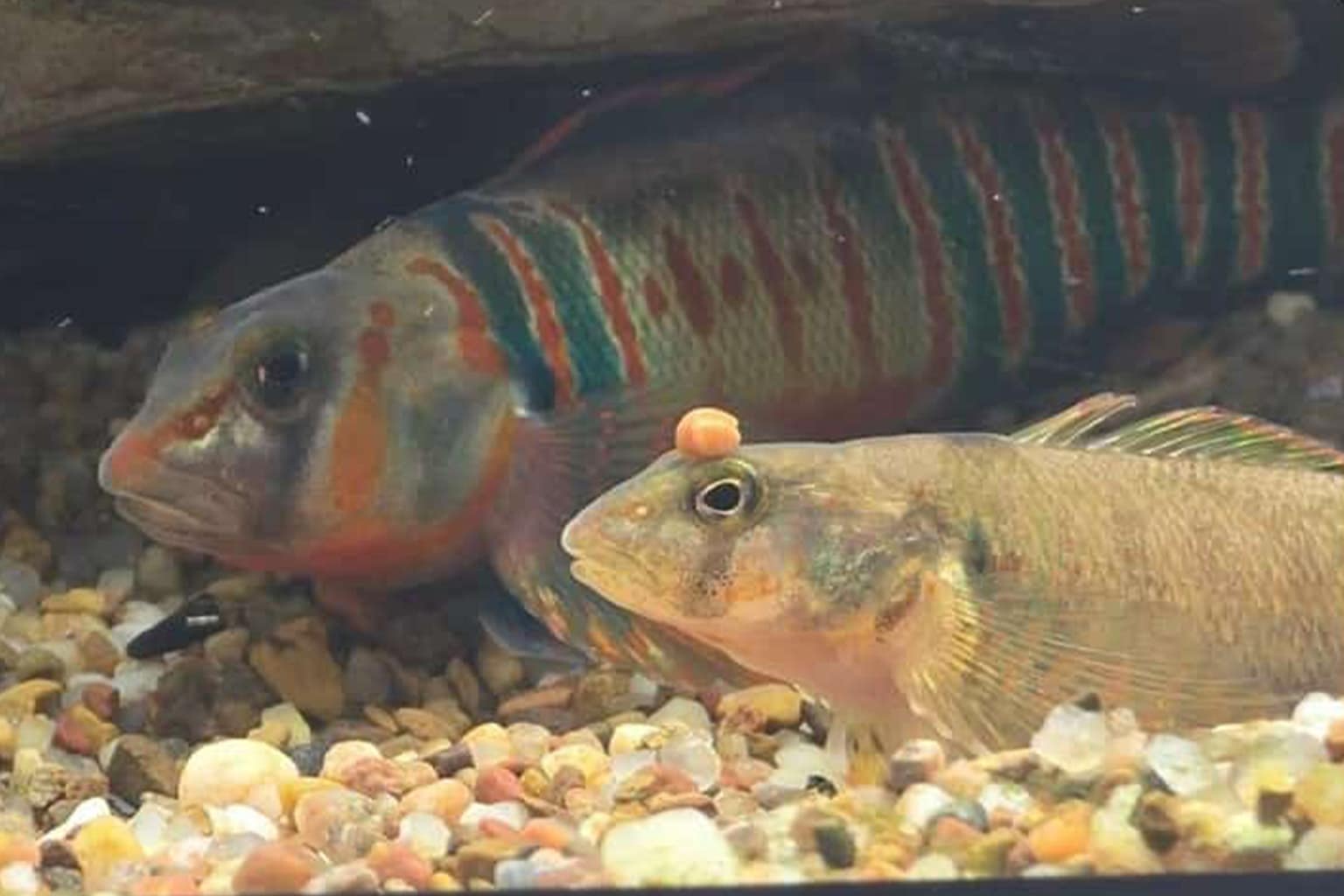 ocean memes compilation: A collage featuring a fake news broadcast of a smiling stingray in a great mood, a surreal edit of dolphins hanging out in a Dollar Tree parking lot, and a Tinder profile for an actual catfish pretending to be human.