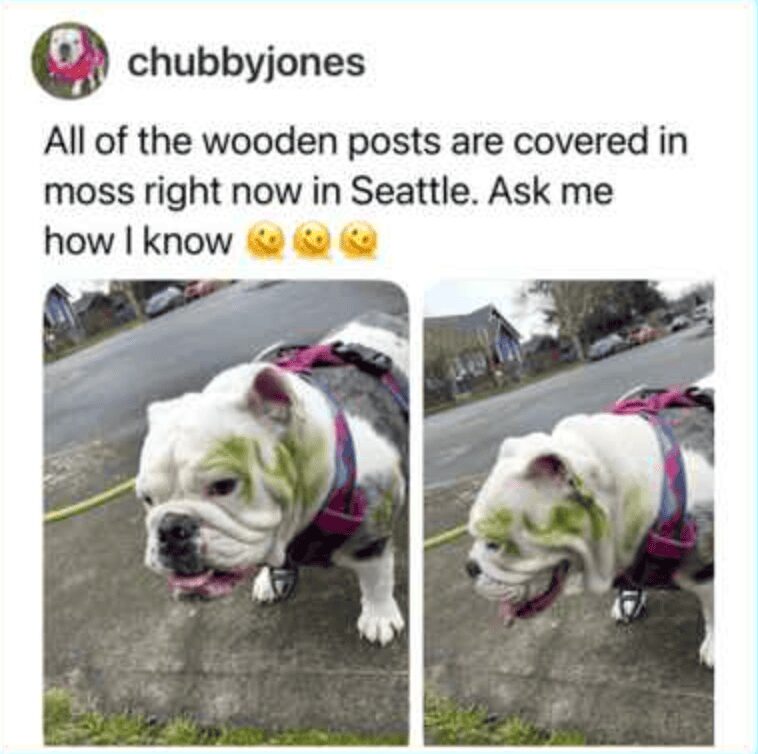 pet meme showing an English bulldog with green moss perfectly smeared all over its white face, proudly demonstrating exactly how the owner knows all the wooden posts in Seattle are covered in it.