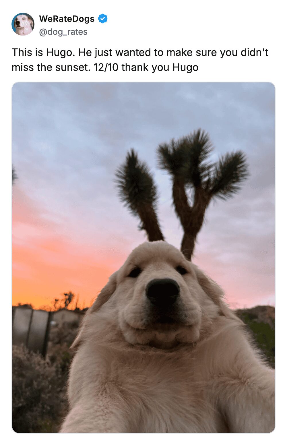 wholesome pet meme from WeRateDogs featuring Hugo, an adorable golden retriever puppy unintentionally photobombing a beautiful sunset picture, earning a well-deserved 12/10 rating for his efforts.