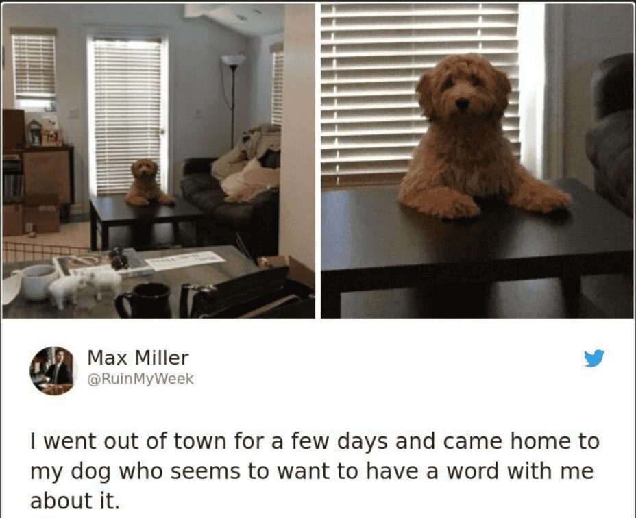 hilarious pet meme showing an owner returning home from a trip to find their small fluffy dog sitting at the table like a human, looking exactly like it wants to have a serious word about their absence.