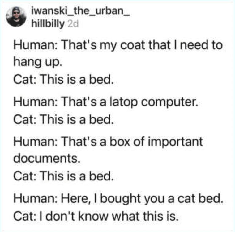 classic pet meme script outlining the undeniable truth of cat ownership, where coats, laptops, and important documents are instantly claimed as beds, while an actual purchased cat bed is completely ignored.