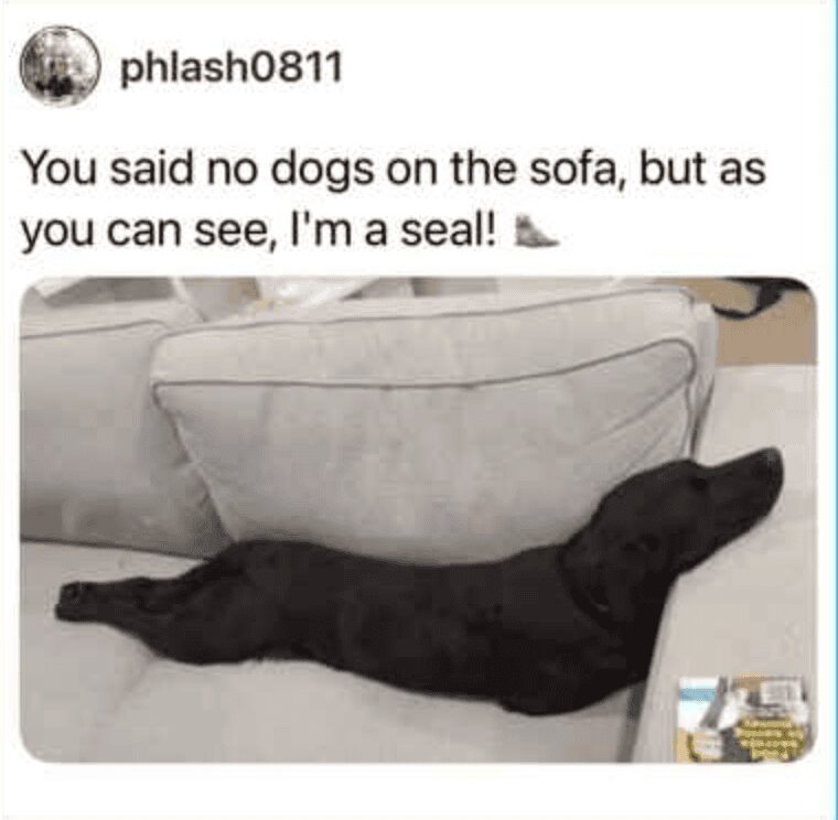 funny pet meme showing a sleek black dog lying flat on a couch with its legs completely tucked underneath its body, humorously pretending to be a seal to cleverly bypass the strict "no dogs on the sofa" rule.