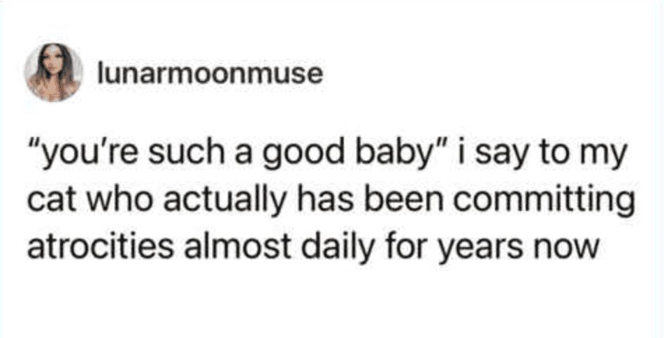 relatable pet meme tweet confessing the ultimate owner delusion of looking lovingly at a cat and calling it a "good baby" despite the fact that the feline has been committing daily atrocities in the house for years.