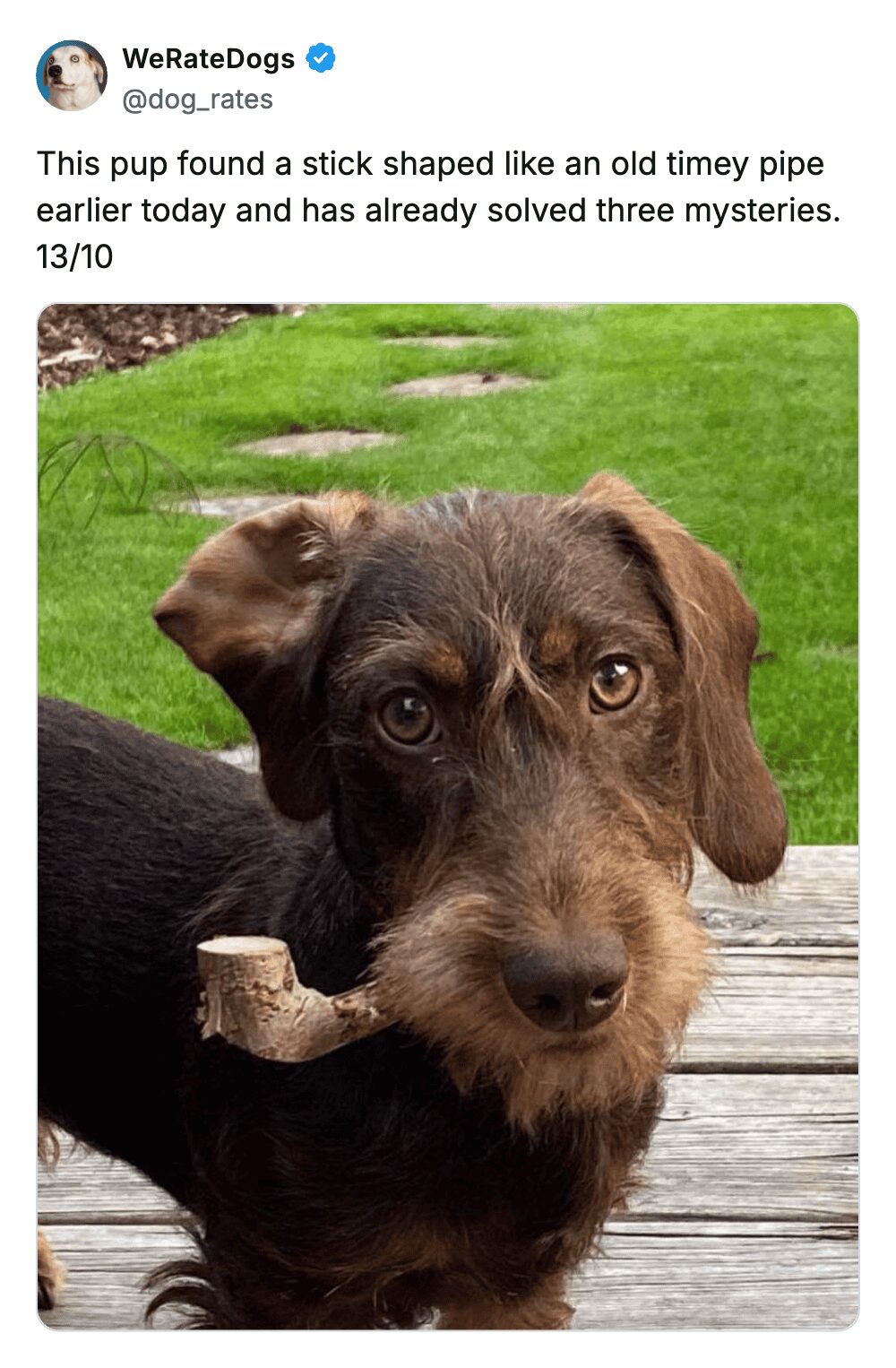 A top-tier pet meme from WeRateDogs featuring a scruffy, wirehaired dog holding a stick perfectly shaped like an old-timey detective's pipe, earning a 13/10 rating for already solving three mysteries.