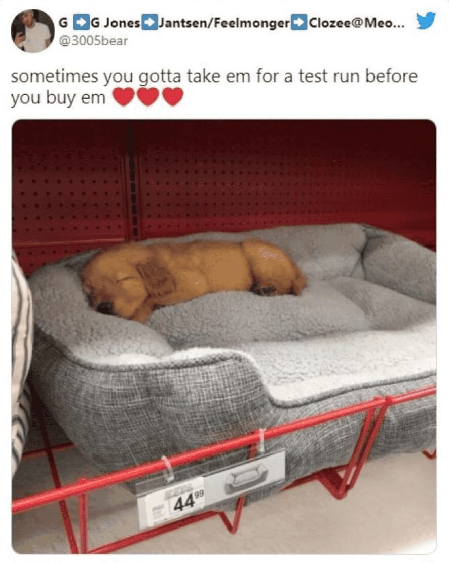 incredibly cute pet meme showing an adorable golden retriever puppy fast asleep in a brand-new, fluffy gray dog bed right on the store shelf, perfectly captioned with a joke about taking it for a necessary test run before buying.