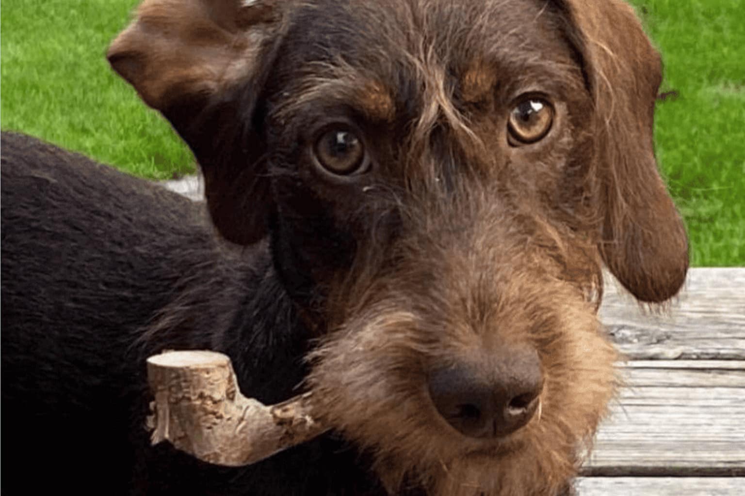 pet memes compilation: A collage featuring a dog who looks like he wants to have a serious word after his owner was out of town, an orange cat creepily staring down from the top of a glass shower stall, and a wirehaired dog proudly holding a stick shaped exactly like an old-timey detective pipe.