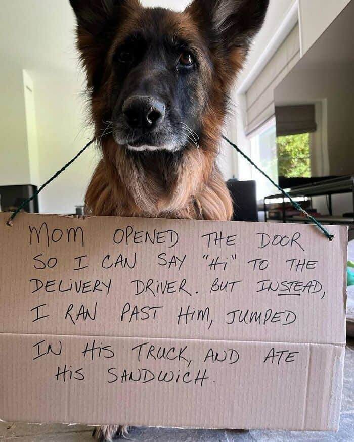 Long-haired German Shepherd wearing a cardboard sign about stealing a delivery driver's sandwich.