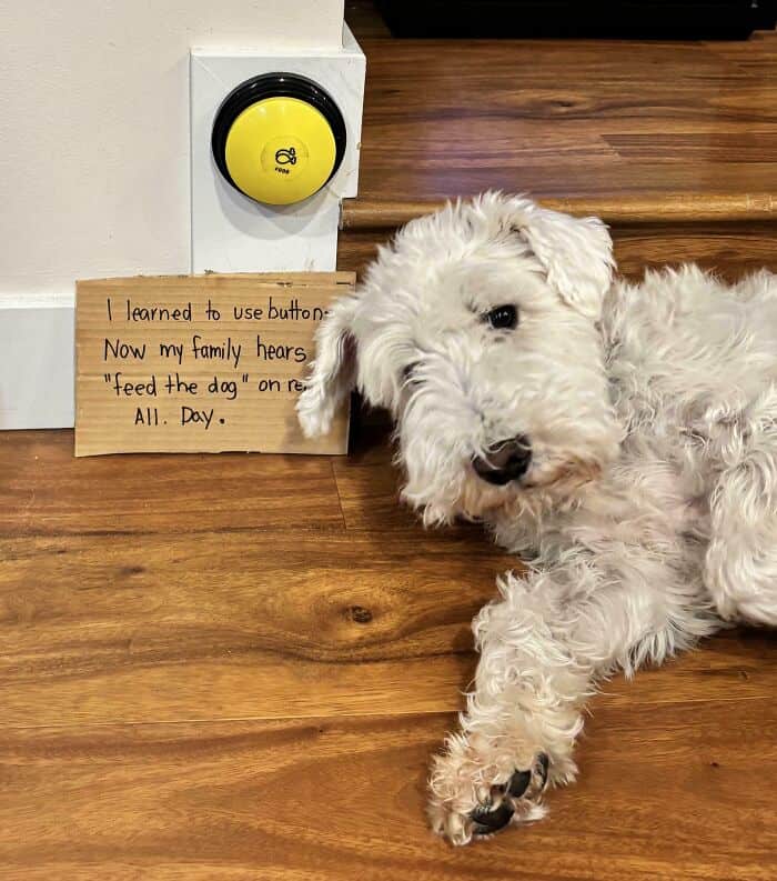 Small white dog lying by a yellow talking button confessing to demanding food all day.