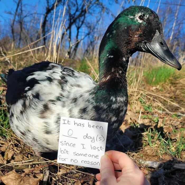 Speckled duck being held next to a note claiming zero days since biting someone.