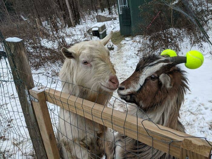 Two goats in a snowy enclosure, one wearing yellow tennis balls on its horns for safety.