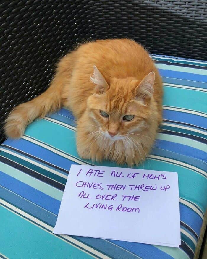 Ginger cat sitting on a blue striped cushion with a note about eating garden chives.