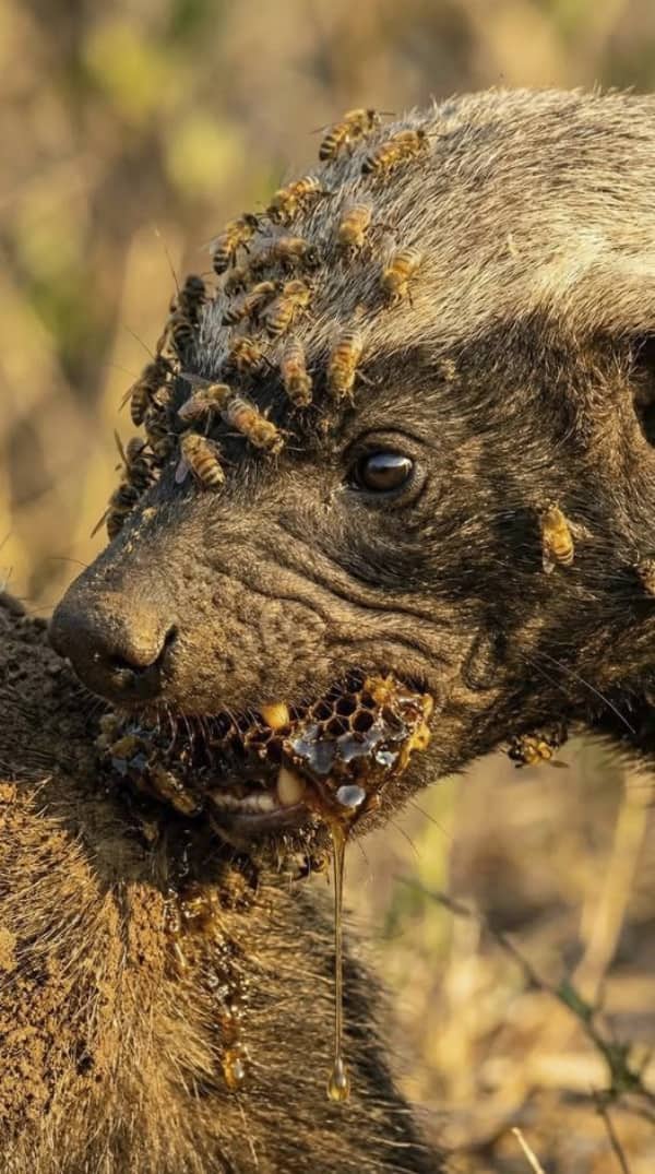 Intense close up of a honey badger covered in bees while eating a piece of honeycomb.