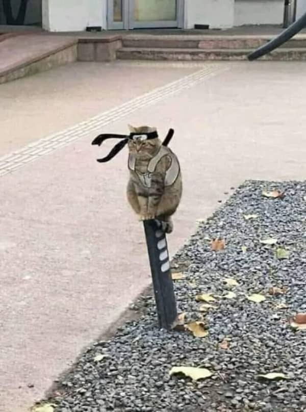 Tabby cat sitting on a post wearing a Naruto-style ninja headband and a tactical vest.