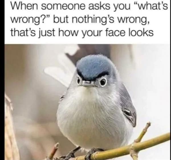 A relatable meme about "Resting Grumpy Face," featuring a tiny, round grey bird perched on a branch with its feathers fluffed and markings that make it look like it has extremely angry eyebrows. The text reads: "When someone asks you 'what's wrong?' but nothing's wrong, that's just how your face looks."