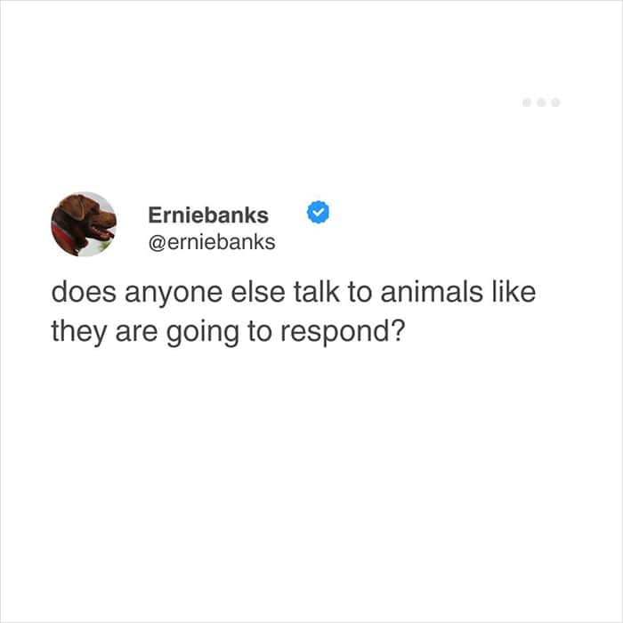 A simple yet effective relatable meme tweet from Erniebanks. He asks the universal question: "does anyone else talk to animals like they are going to respond?"